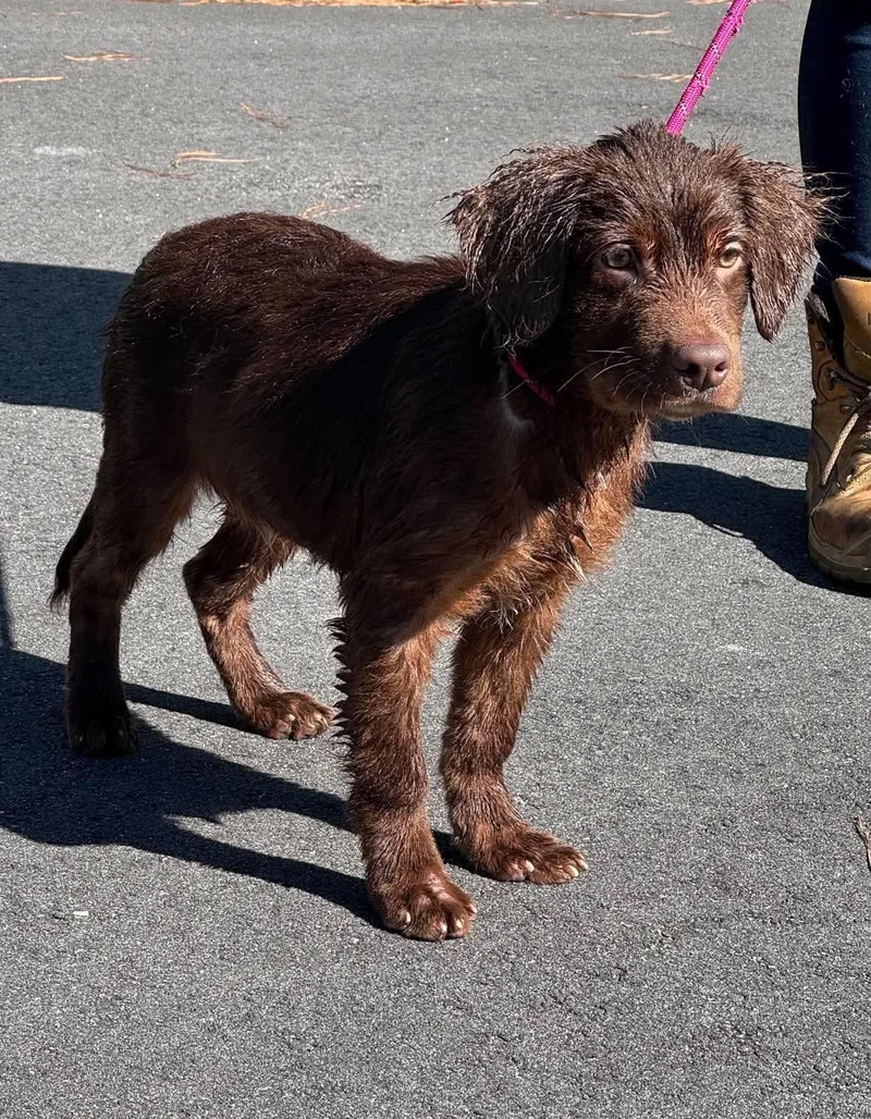 A young large-sized male Chocolate Labrador Retriever dog named Donnie for adoption in Sumter, SC