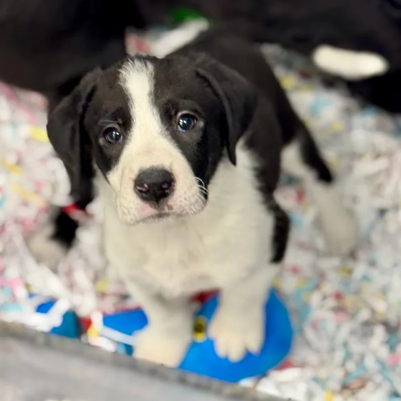 A baby small-sized female Black Mixed Breed dog named Blue for adoption in Westhampton, NY