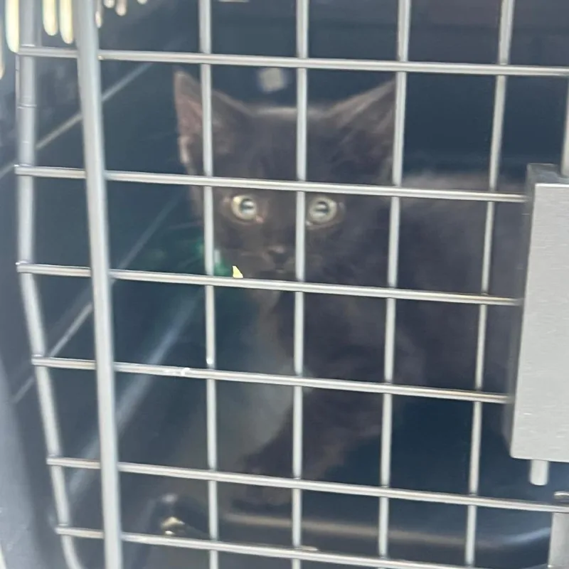 A baby small-sized male Black Domestic Short Hair cat named Bubble for adoption in Greensboro, NC