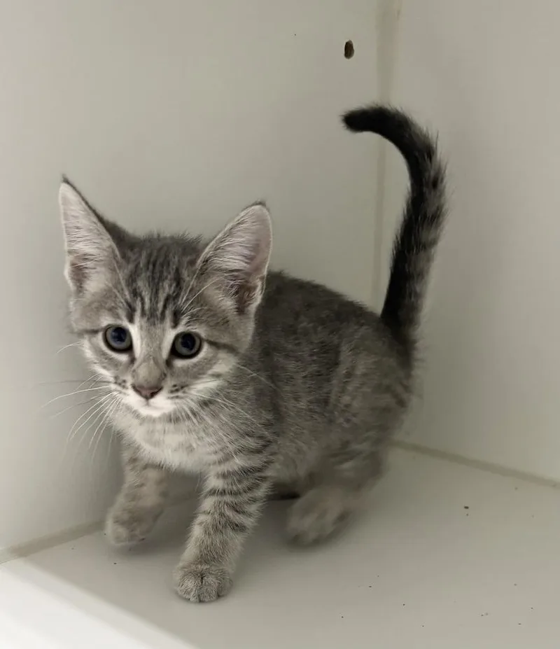 A baby small-sized female Gray & White Domestic Short Hair cat named Roo for adoption in Rochester, IN