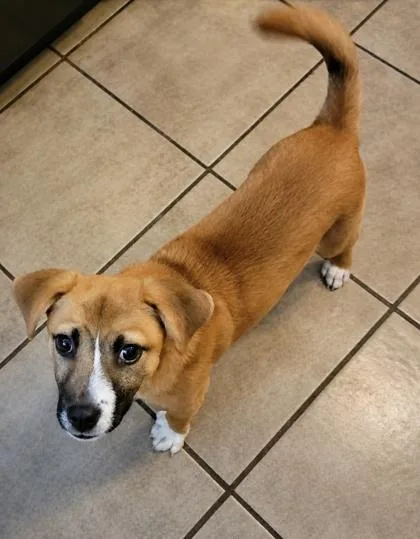 A baby small-sized female Beagle dog named Rosebud for adoption in Morton Grove, IL
