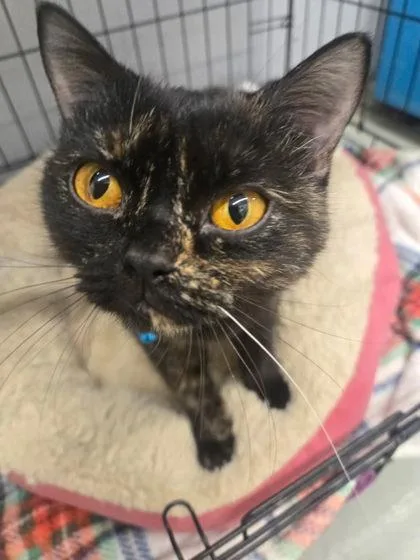 A young medium-sized female Tortoiseshell British Shorthair cat named Crumpet for adoption in Plano, TX