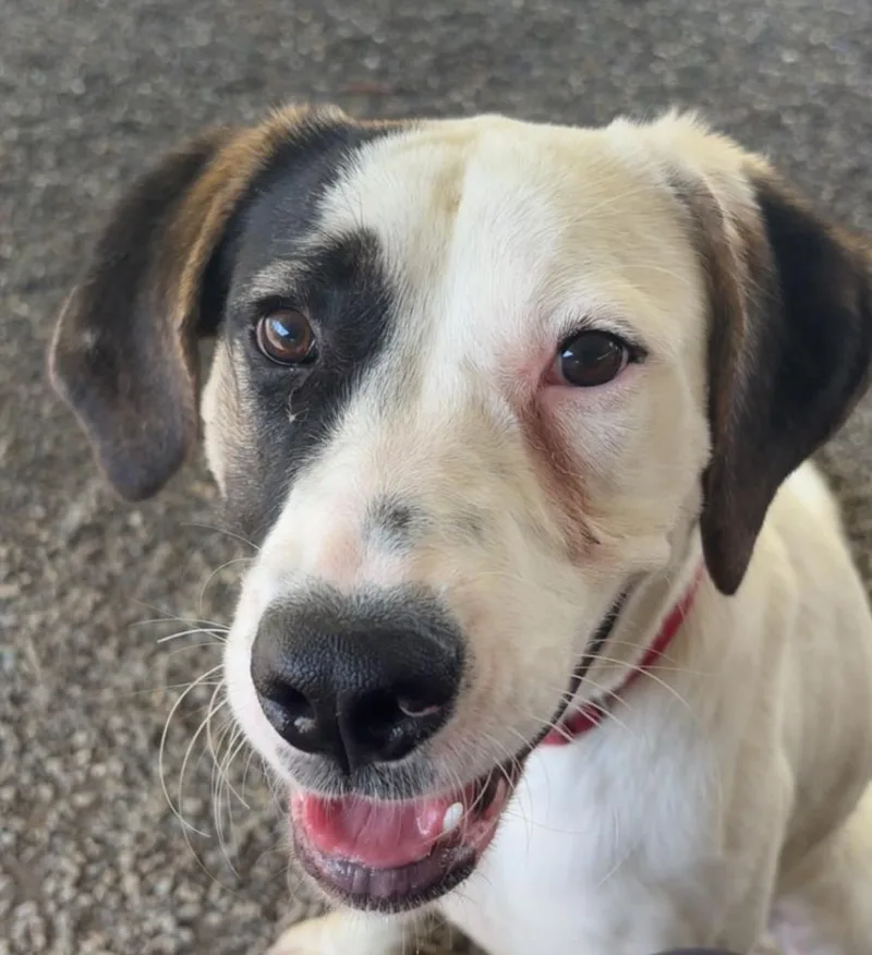 An adult small-sized female Anatolian Shepherd dog named Eevee for adoption in Woodland, CA