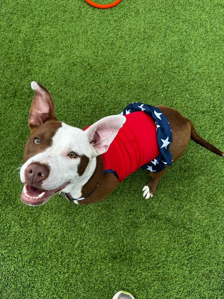 A young large-sized female Mixed Breed dog named Saffron for adoption in Detroit, MI
