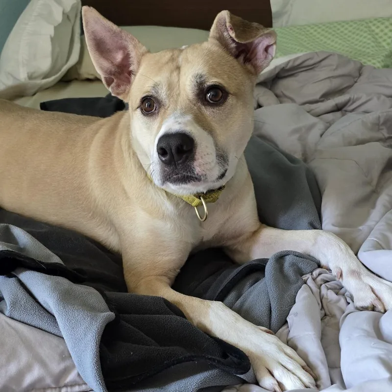 Maybelle thumbnail 2