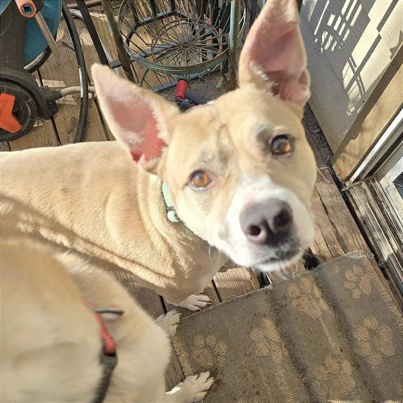 Maybelle thumbnail 3