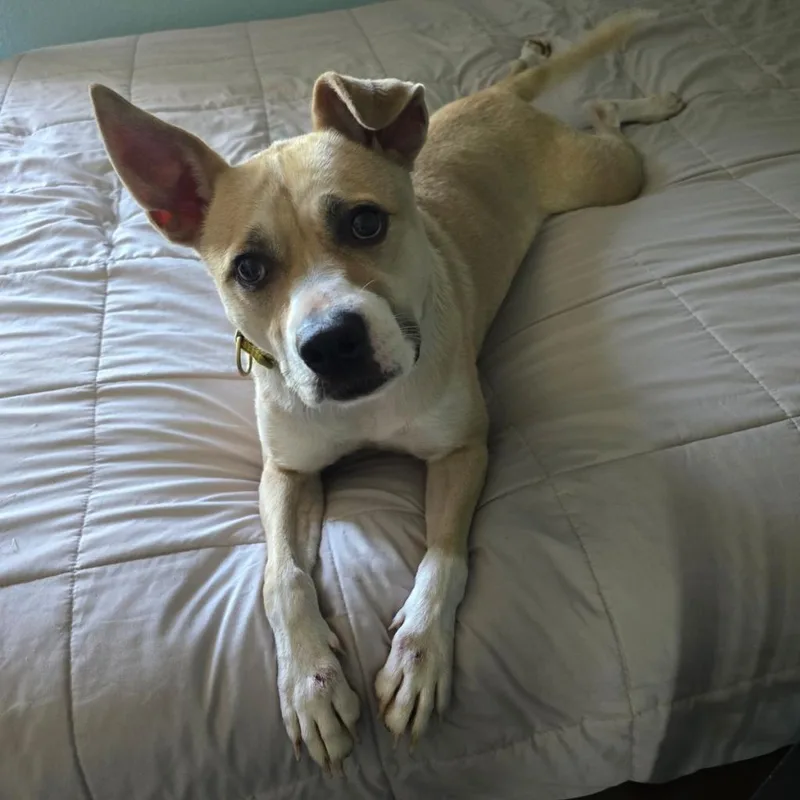 Maybelle thumbnail 4