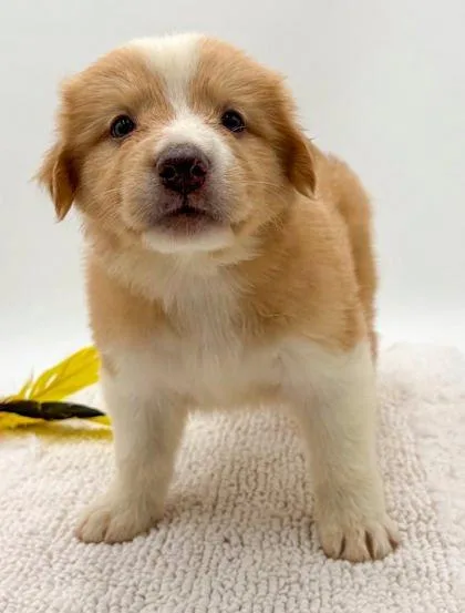A young small-sized male Australian Shepherd dog named Linus for adoption in Bowling Green, KY