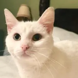 An adult medium-sized female Domestic Short Hair cat named Ohana Kershaw for adoption in Hudson, MA