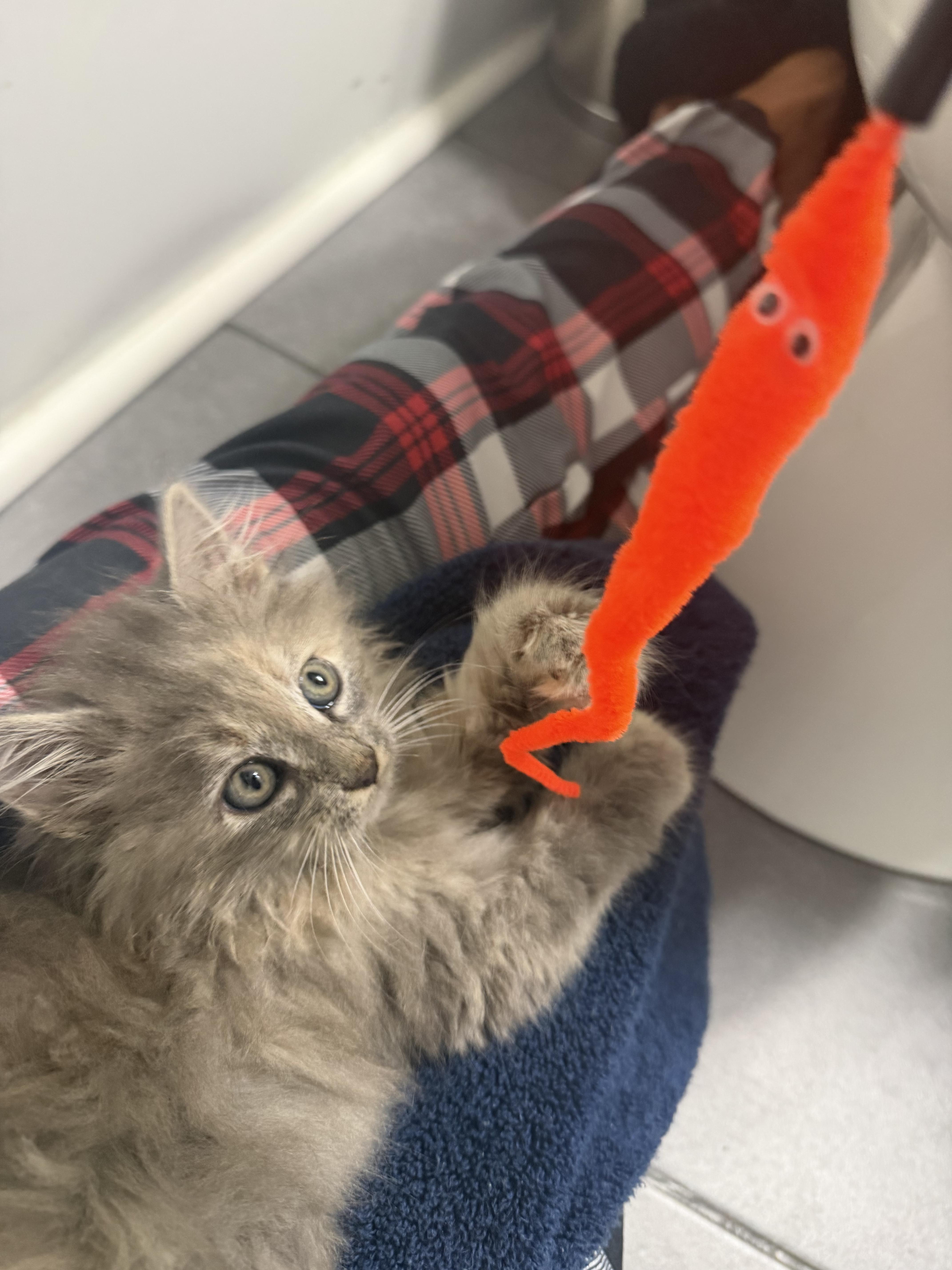 A baby medium-sized female Calico cat named Molly for adoption in Charlotte, NC