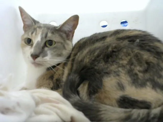An adult small-sized female Domestic Short Hair cat named Lexi for adoption in Albuquerque, NM