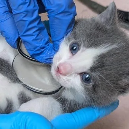 A baby small-sized male White Domestic Short Hair cat named Grasshopper for adoption in Lakewood, CO