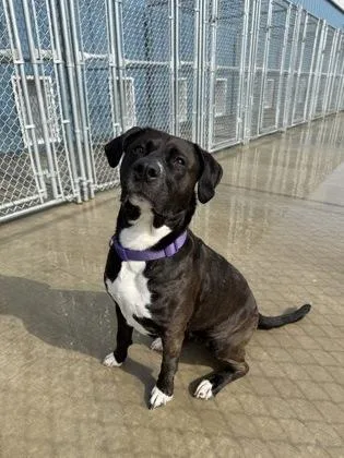 An adult medium-sized female Pit Bull Terrier dog named Ezra for adoption in Aberdeen, SD
