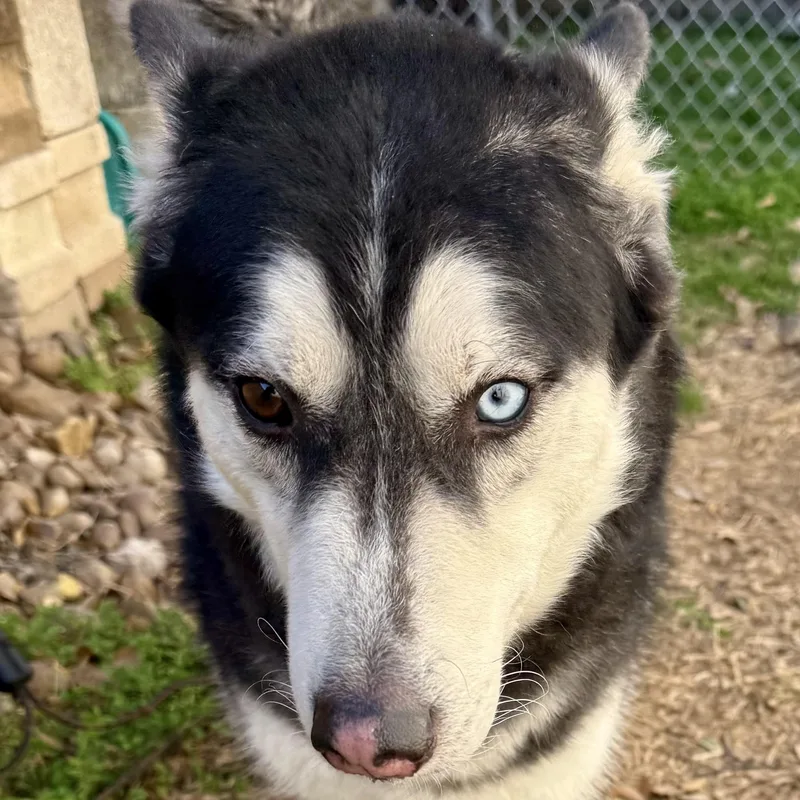An adult medium-sized male Black Husky dog named Max for adoption in Baytown, TX