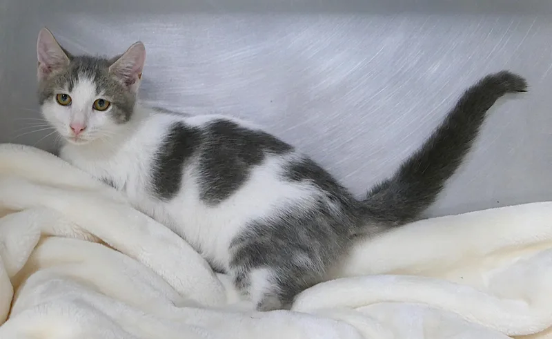 A baby medium-sized male Tabby (Gray / Blue / Silver) Domestic Short Hair cat named Kit for adoption in Beechbottom, WV
