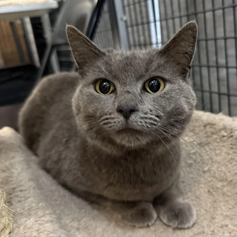An adult medium-sized female Domestic Short Hair cat named Sweetie for adoption in Plymouth, MA