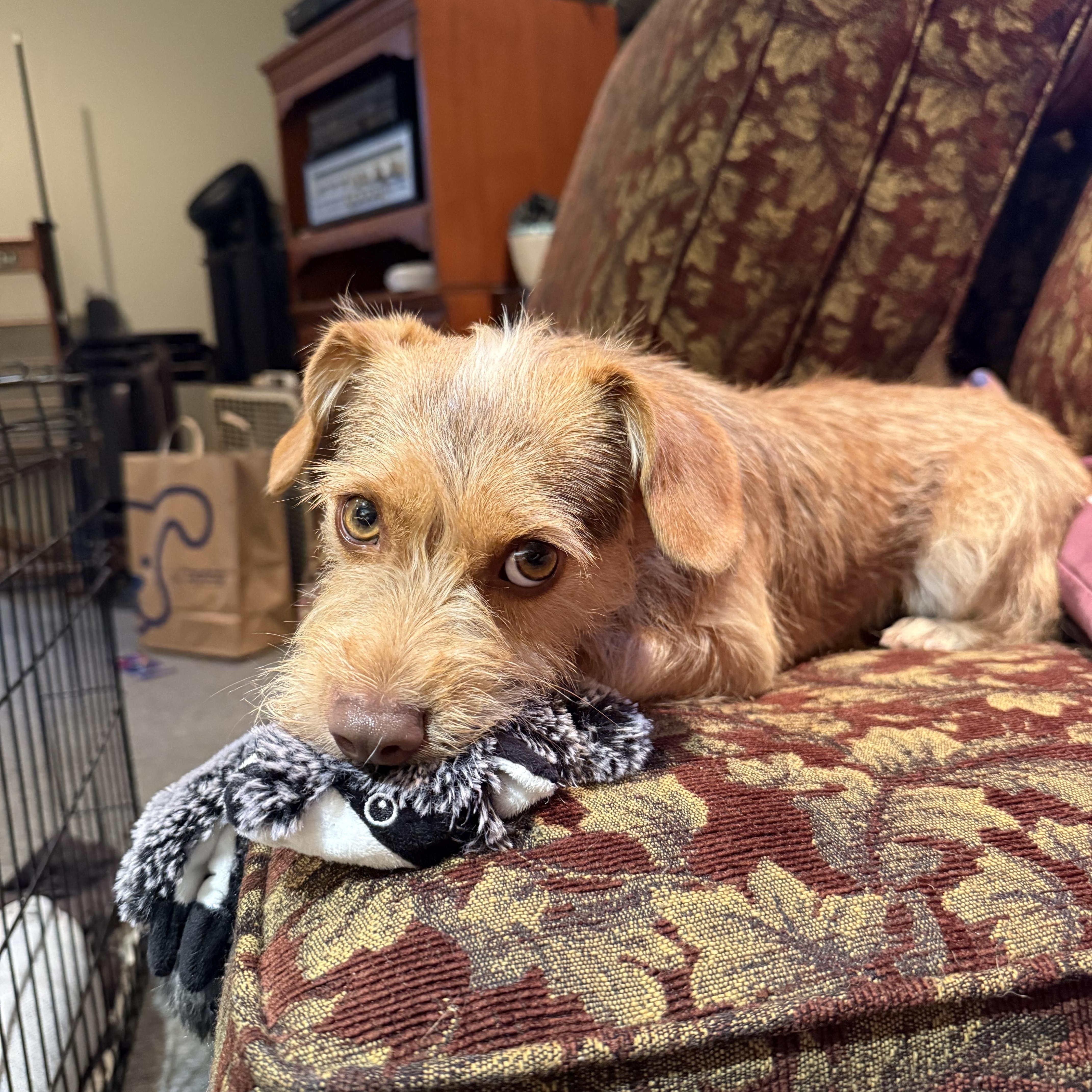 Mitzi