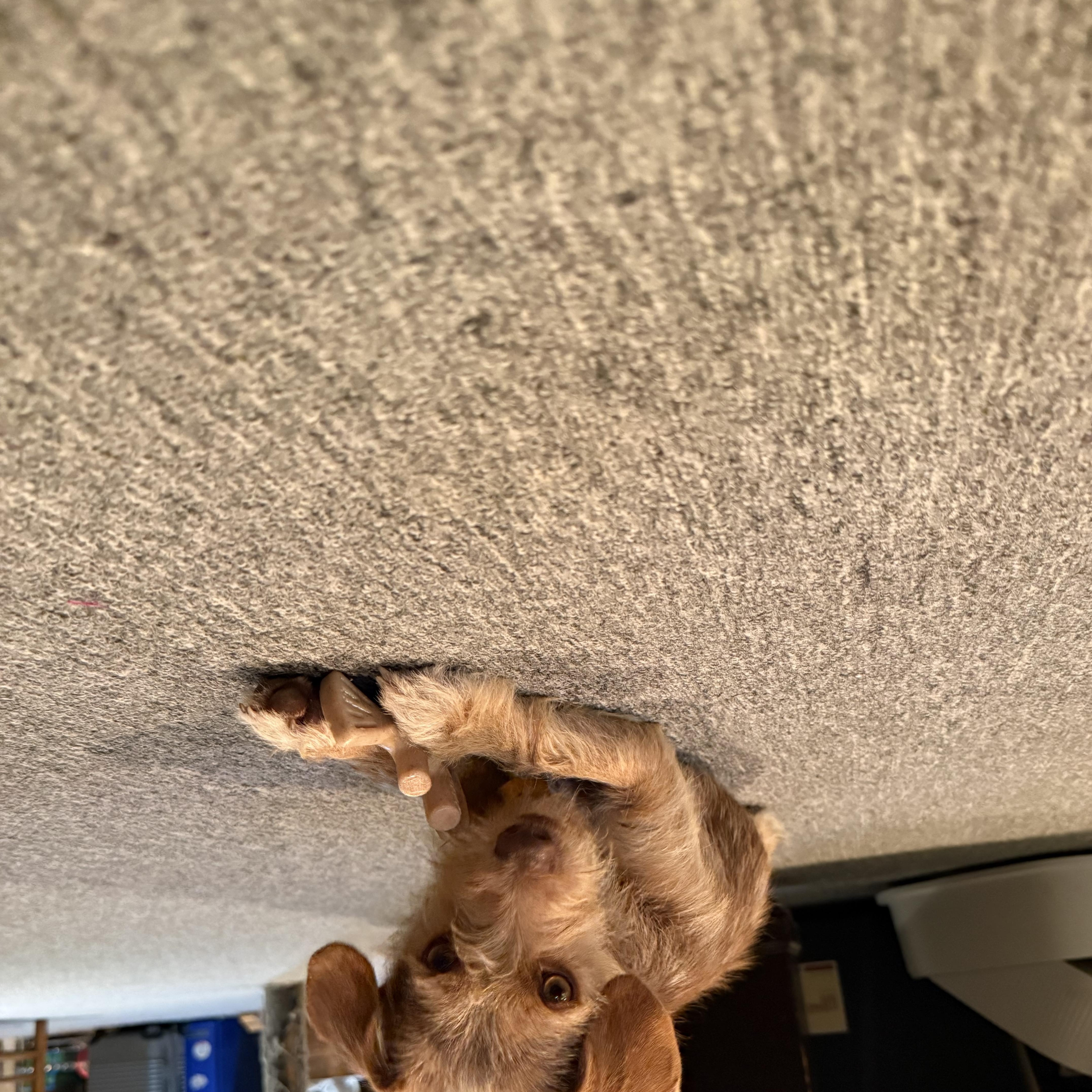 Mitzi thumbnail 3