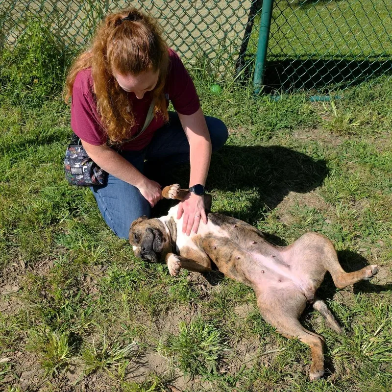 An adult medium-sized female Mixed Breed dog named Pixie for adoption in Michigan City, IN