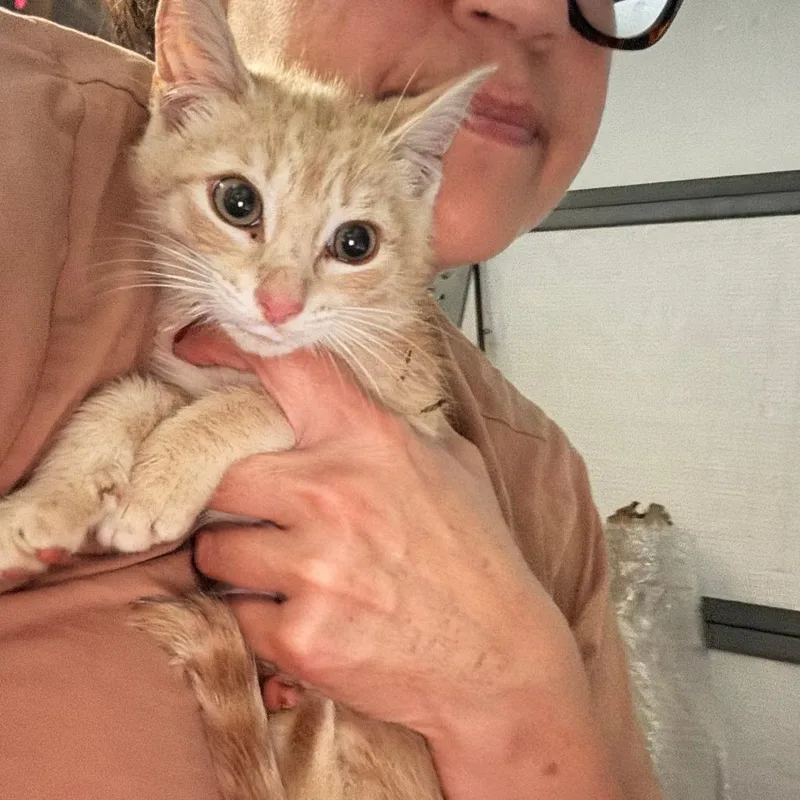 A baby small-sized female Orange / Red Domestic Short Hair cat named Claire Fraser for adoption in Brooklyn, NY