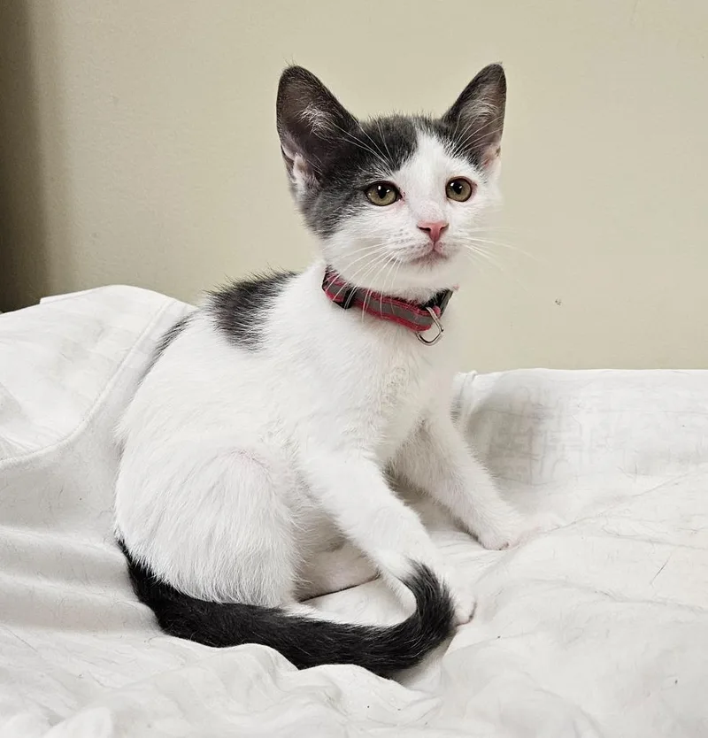 A baby small-sized female Domestic Short Hair cat named Goldberry for adoption in Fremont, OH