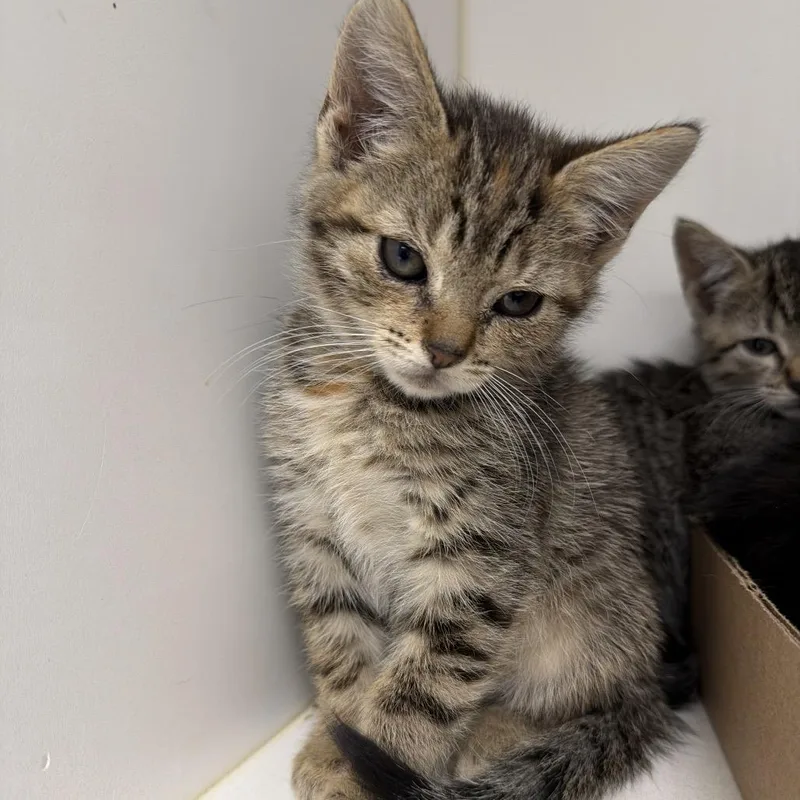 A baby small-sized female Brown / Chocolate Domestic Short Hair cat named Judy for adoption in Philadelphia, PA