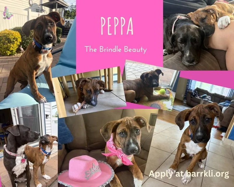 Peppa thumbnail 3