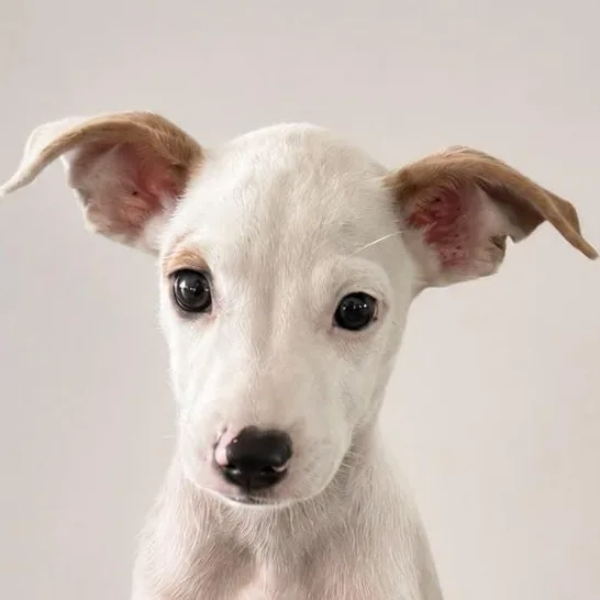 A baby small-sized female White / Cream Whippet dog named Cameo Jewel for adoption in New York, NY