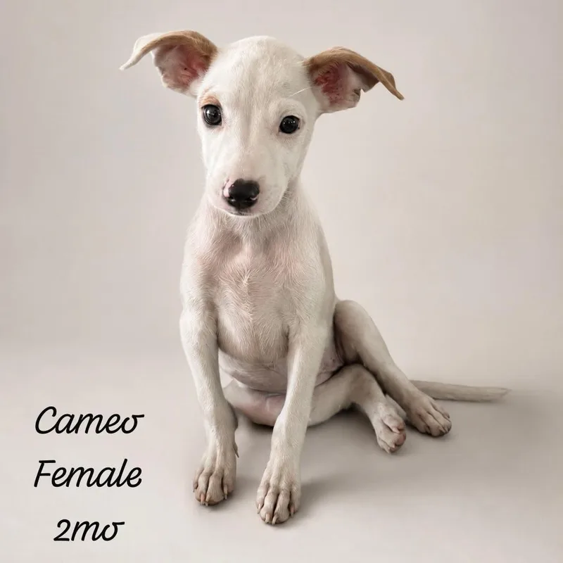 Cameo Jewel thumbnail 2