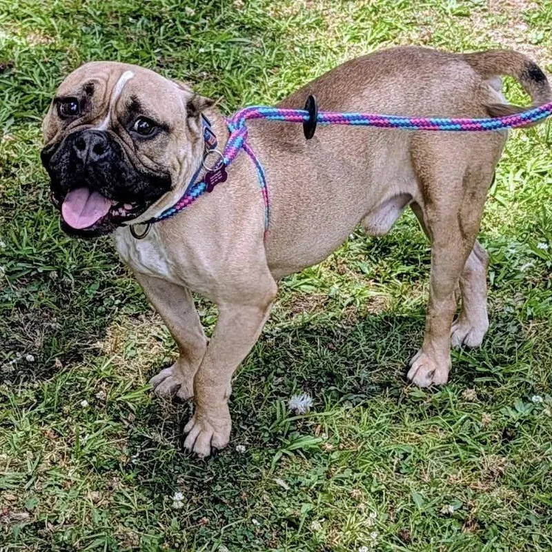 An adult medium-sized male American Bulldog dog named Wally for adoption in Hillsborough , NC