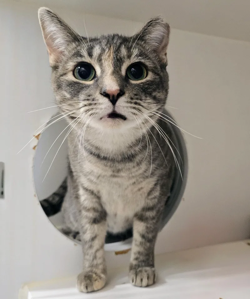 An adult medium-sized female Tabby (Gray / Blue / Silver) Domestic Short Hair cat named Princess Donut for adoption in Amityville, NY