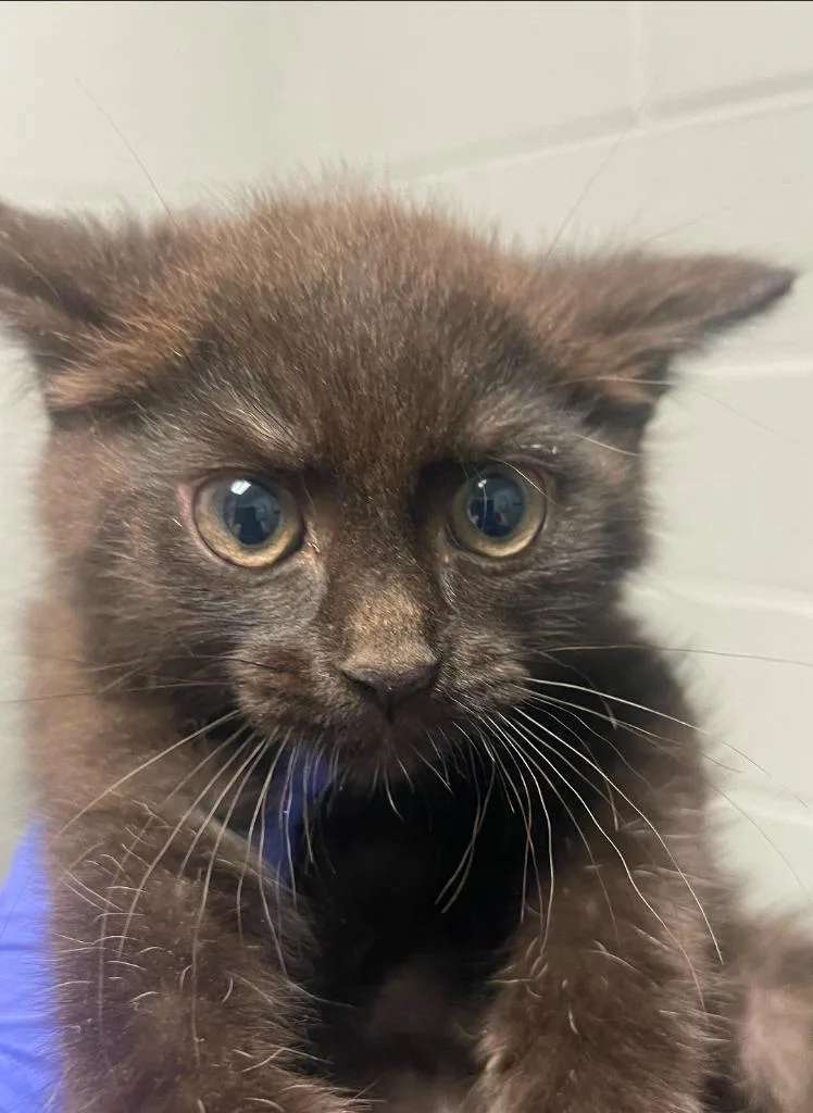 A baby small-sized male Domestic Short Hair cat named Knox for adoption in Henderson, NC
