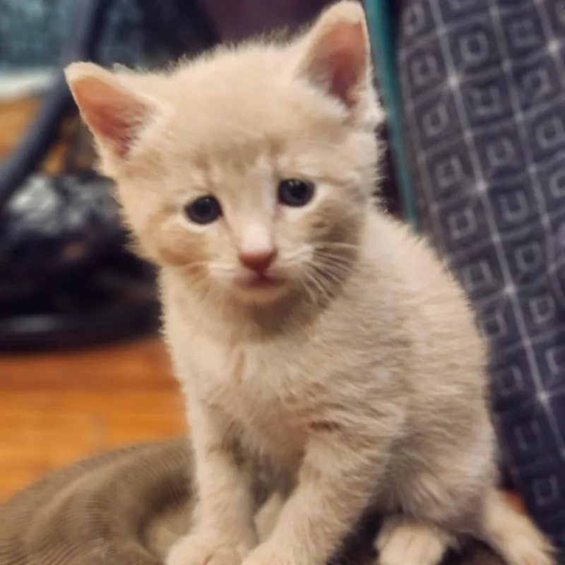 A baby small-sized male Buff / Tan / Fawn Domestic Short Hair cat named Bunny for adoption in Bel Air, MD