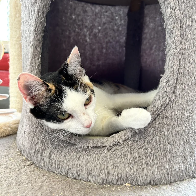 A young medium-sized female Calico Domestic Short Hair cat named Demeter for adoption in North Haven, CT