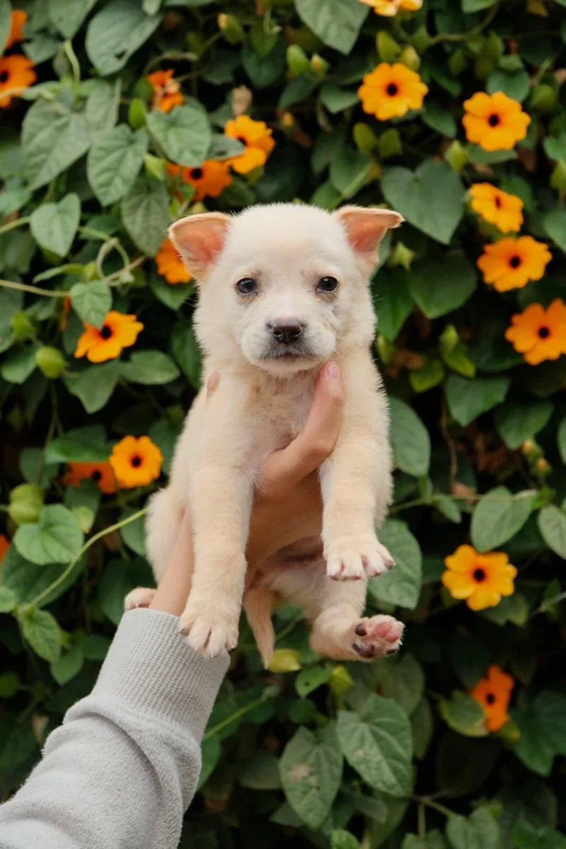 A baby medium-sized male Labrador Retriever dog named Parmesan for adoption in San Diego, CA