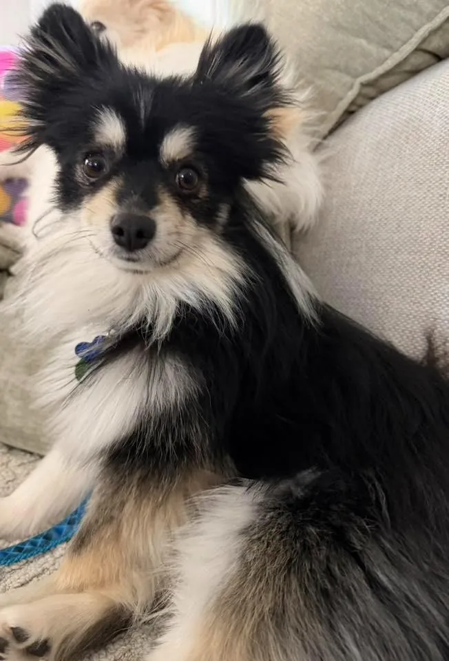 An adult medium-sized male Pomeranian dog named Hendricks $ for adoption in Milwaukee, WI