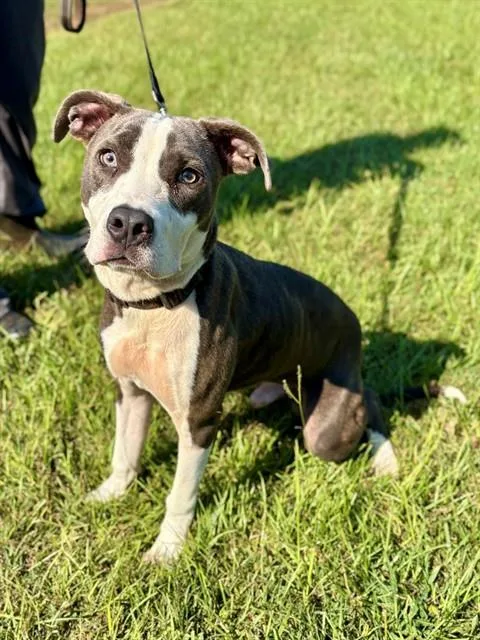 A young small-sized male American Staffordshire Terrier dog named Hollis for adoption in York, SC