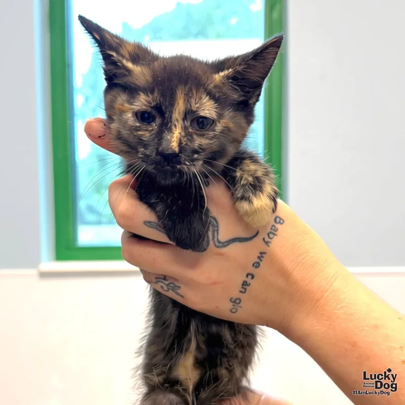 A baby medium-sized female Domestic Short Hair cat named Baby Bastet for adoption in Washington, DC