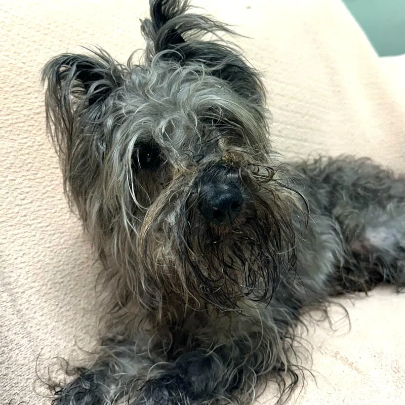 An adult small-sized male Gray / Blue / Silver Mixed Breed dog named Zephyr for adoption in Skokie, IL