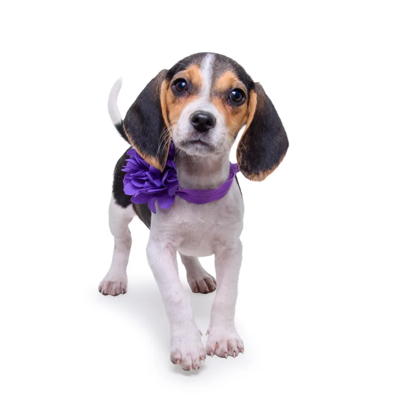A baby medium-sized female Tricolor (Brown, Black, & White) Beagle dog named Lottiemae for adoption in Aurora, CO