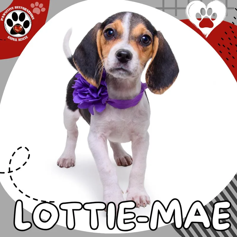 Lottiemae thumbnail 2