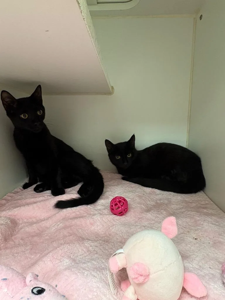 A baby medium-sized female Domestic Short Hair cat named Adora for adoption in Johnson City, TN
