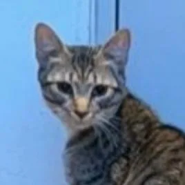 A young small-sized male Brown / Chocolate Domestic Short Hair cat named Gingersnap Mckenzie for adoption in Merrifield, VA