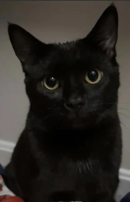 An adult small-sized male Domestic Short Hair cat named Oso for adoption in Fairfax, VA
