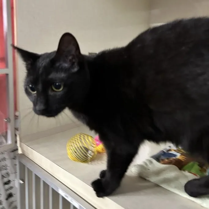 Constance thumbnail 3