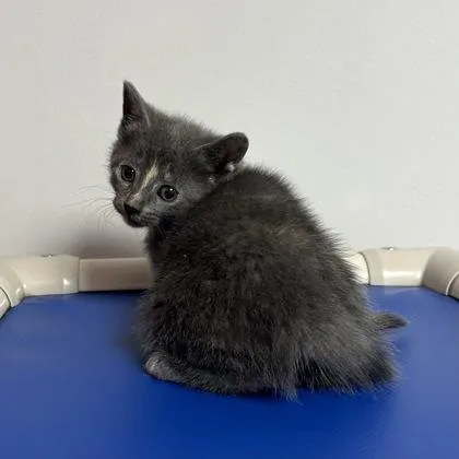 A baby small-sized female Domestic Short Hair cat named Rylee for adoption in Janesville, WI