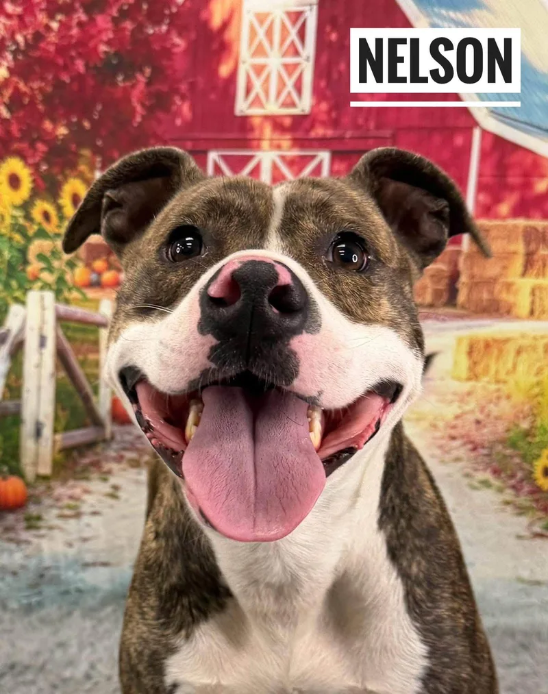 An adult medium-sized male Brindle Mixed Breed dog named Nelson for adoption in Flint, MI