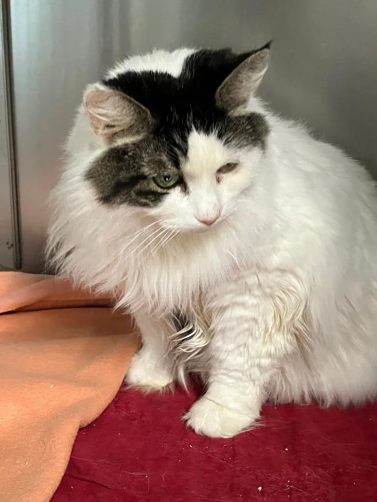 A senior large-sized female Domestic Long Hair cat named Nova for adoption in Lunenburg, MA