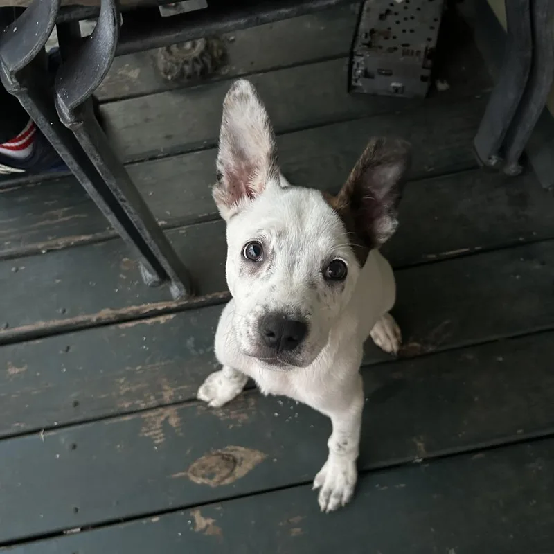 Icecream thumbnail 2