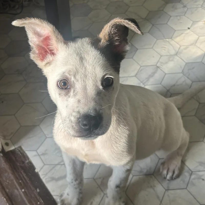 Icecream thumbnail 3